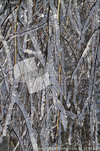 Image of tree branches covered with ice