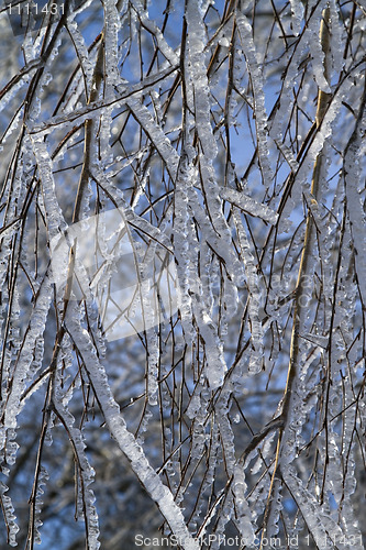 Image of tree branches covered with ice
