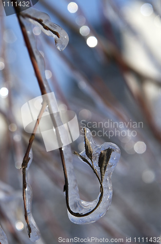 Image of tree branches covered with ice