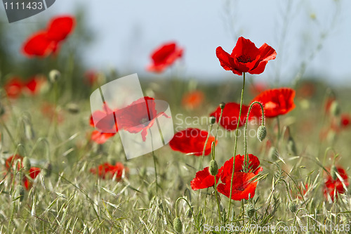 Image of red poppies on the field