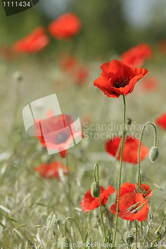Image of red poppies on the field
