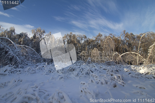 Image of winter landscape