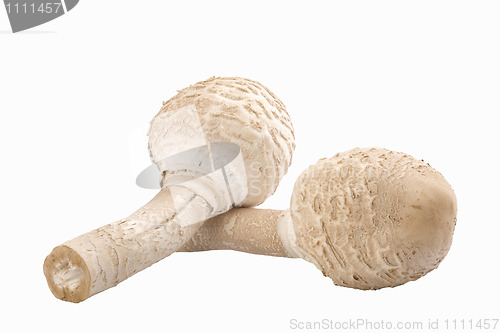 Image of two edible mushrooms