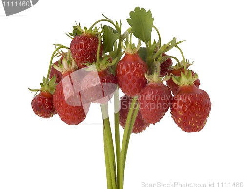 Image of    bunch of wild strawberry
