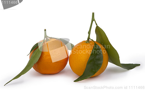 Image of ripe tangerines