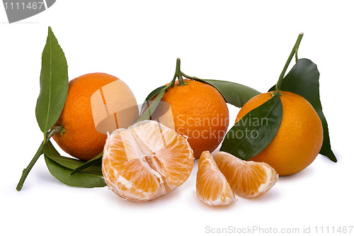 Image of ripe tangerines