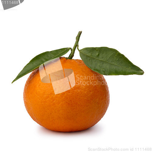 Image of ripe tangerines