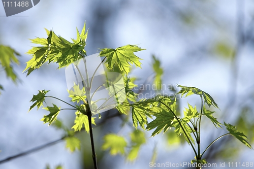 Image of Leaves