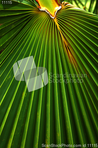 Image of Palm Frond