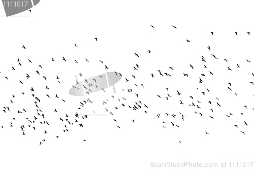 Image of Birds