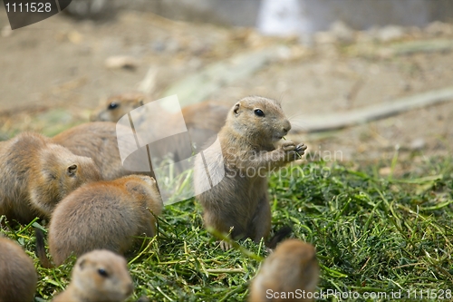 Image of Prairie dogs