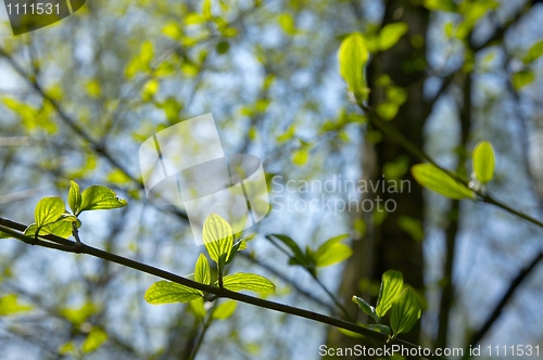 Image of Leaves