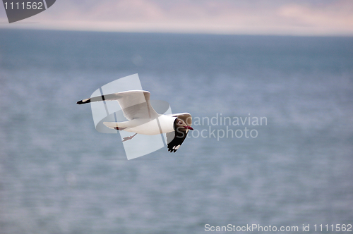 Image of Flying bird