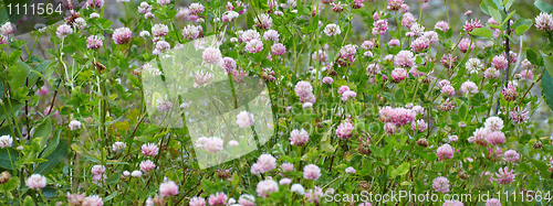 Image of Meadow covered with flowering clover
