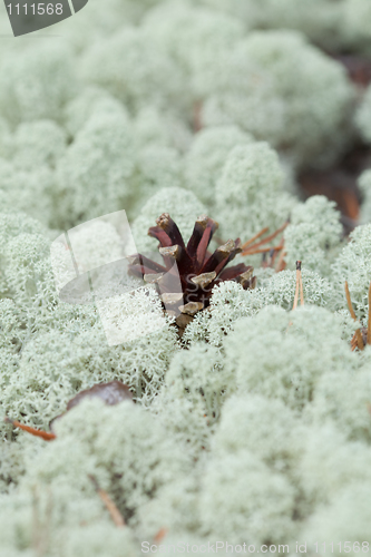 Image of Pine cone on surface of the northern moss