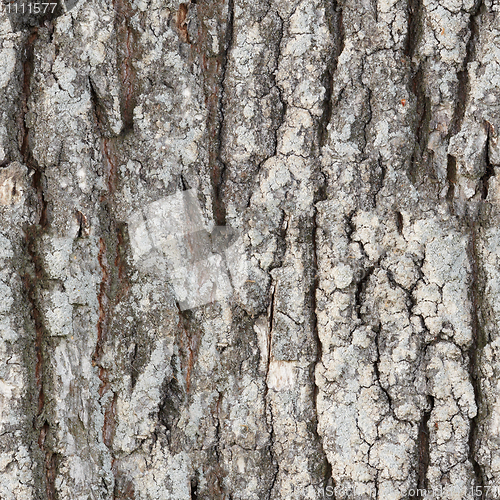 Image of Seamless texture - bark