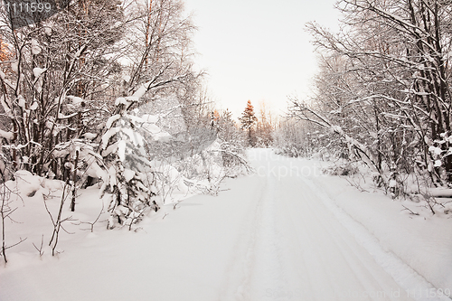 Image of Road to snow-covered wood - northern landscape