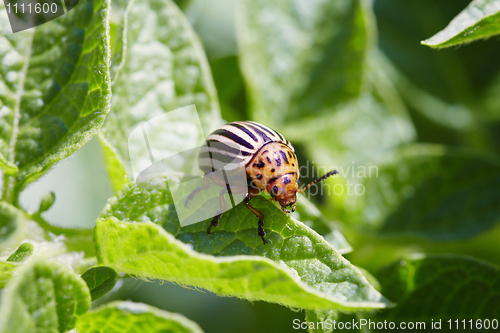 Image of Colorado bug on potato leaves