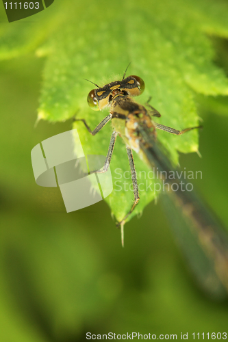 Image of Adult dragonfly on green plant