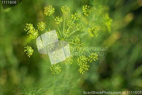 Image of Fennel - inflorescences close up background