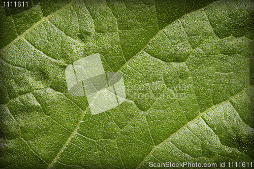 Image of Natural background - leaf blade