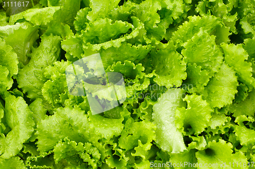 Image of Green salad is growing in garden