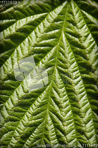 Image of Surface of green leaf - natural background