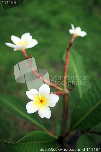 Image of Thai flowers