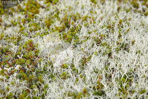 Image of Surface of ground covered by mosses and lichens - northern tundr