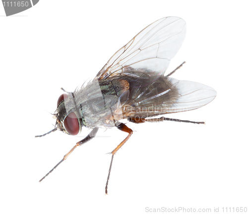 Image of Gray hairy disgusting fly