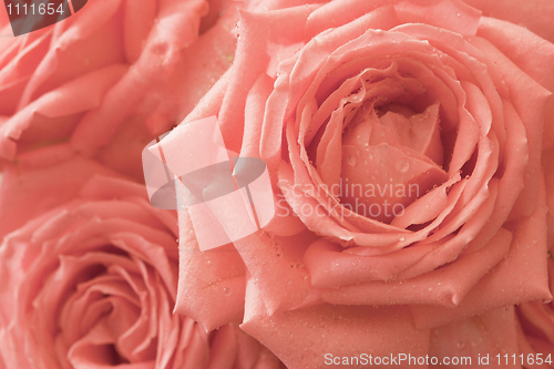 Image of Background - pink flowers roses