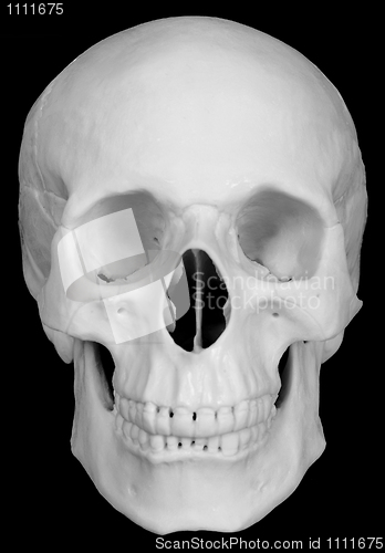 Image of Human skull isolated on black background