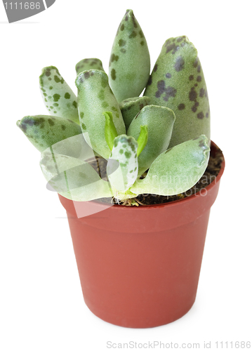 Image of Succulents in pot, isolated on white background