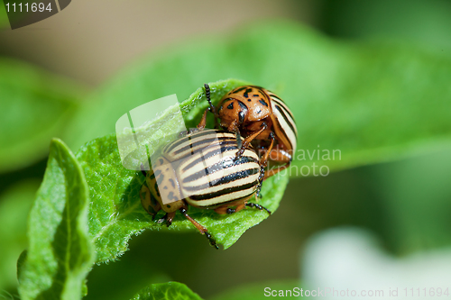 Image of Wreckers of potato - Colorado bugs breed on leaves