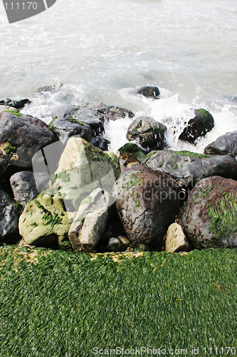 Image of Moss on rocks