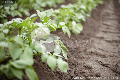 Image of Growing potatoes