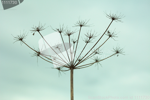 Image of Dried up inflorescence of an umbellate plant