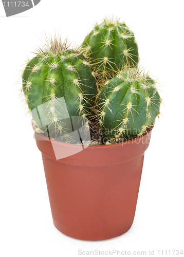Image of Family decorative cactus in pot