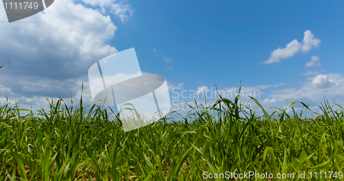 Image of Green forage grass