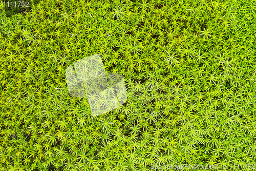 Image of Soil with green northern moss - background