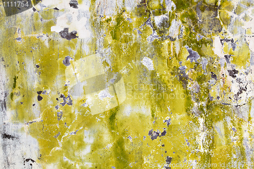 Image of Mold and algae on dirty wall