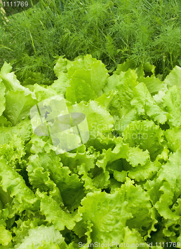 Image of Salad and fennel