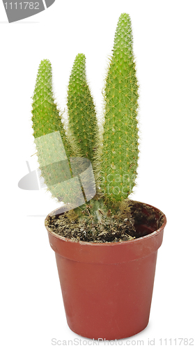 Image of Little cactus isolated on white