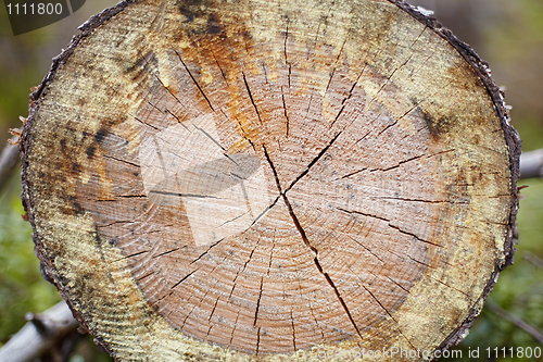 Image of Cut of fur-tree log