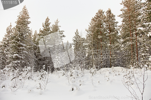 Image of Winter pine forest with snow