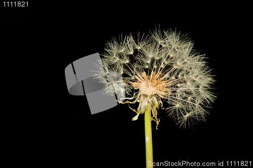 Image of Grown bald dandelion isolated on black background