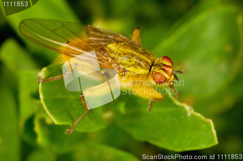 Image of Dung Fly