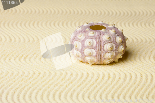 Image of Calcareous skeleton of sea urchin on sand