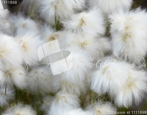 Image of Marsh plants - cotton grass