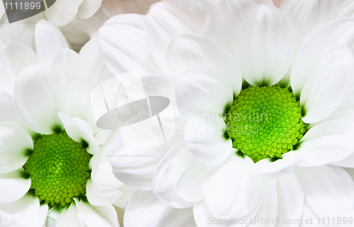 Image of Flowers - white chrysanthemums